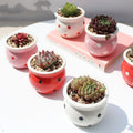 Succulent Ceramic Thumb Flower Pot